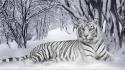 Snow animals tigers white tiger wallpaper