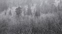 Trees rain forests grayscale ansel adams wallpaper