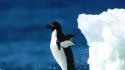 Water ice nature wildlife penguins wallpaper