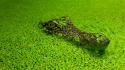 Water leaves crocodiles reptiles wallpaper