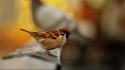Birds sparrow depth of field blurred background wallpaper