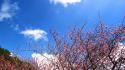 Blossoms trees spring pink flowers blue skies wallpaper