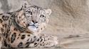 Blue eyes snow leopards wallpaper