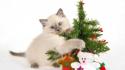 Cats animals christmas white background wallpaper