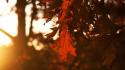 Close-up nature autumn leaves macro blurred wallpaper