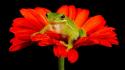 Frogs black background red flowers amphibians wallpaper