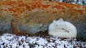Ice snow animals foxes wallpaper