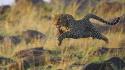 Landscapes nature animals cheetahs mara running kenya wallpaper