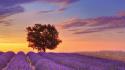 Landscapes nature france english lavender provence lone tree wallpaper