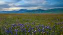 Mountains landscapes nature california meadows blue flowers wildflowers wallpaper