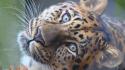 Nature animals leopards looking up wallpaper