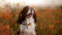 Nature artistic animals dogs pets portraits wallpaper