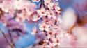 Nature cherry blossoms flowers blurred background wallpaper