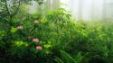 Nature flowers california panorama ferns redwood trees rhododendron wallpaper