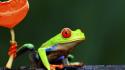 Nature frogs red-eyed tree frog wallpaper