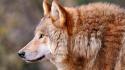 Predator animals profile muzzle wolves view wallpaper