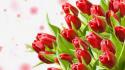 Red flowers tulips wallpaper