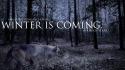 Strider game of thrones winter is coming wolves wallpaper