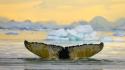 Sunset tails ice animals whales antarctica wallpaper