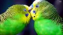 Birds parrots affection parakeets budgerigar wallpaper