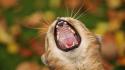 Cats animals yawn wallpaper