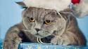 Cats british shorthair wallpaper