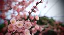 Cherry blossoms flowers pink blurred background wallpaper