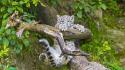 Climbing animals snow leopards branches baby wallpaper