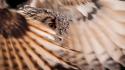 Close-up wings birds feathers owls wallpaper