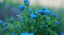 Flowers forget-me-nots blue wallpaper