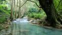 Forests rivers wallpaper