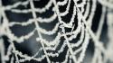 Ice nature winter snow white spider webs wallpaper