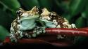 Jungle frogs toad wallpaper