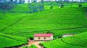 Landscapes nature tea travel plantation sri lanka wallpaper