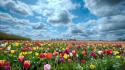 Landscapes tulips holland wallpaper