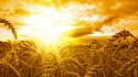 Nature wheat golden sunlight wallpaper