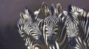Zebras artwork wallpaper