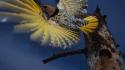 Alaska flight woodpecker wallpaper