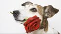 Animals dogs white background red flowers wallpaper
