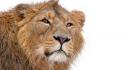 Animals feline lions wallpaper