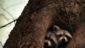 Animals raccoons tree trunk wallpaper