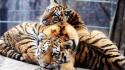 Animals tigers feline duplicate wallpaper
