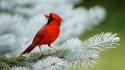 Birds cardinal northern pine trees wallpaper