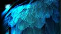 Blue feathers wallpaper