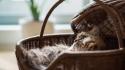 Cats animals baskets ben torode wallpaper
