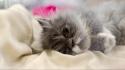 Cats tired wallpaper