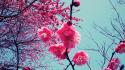Cherry blossoms flowers wallpaper