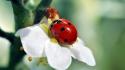 Flowers insects ladybirds wallpaper