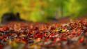 Forest leaves ground blurred wallpaper
