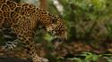 Jungle animals feline jaguars wallpaper